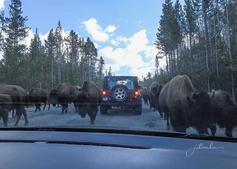 Westward Ho(ly Cow)!  Episode 1: Walk on the Wild&nbsp;Side