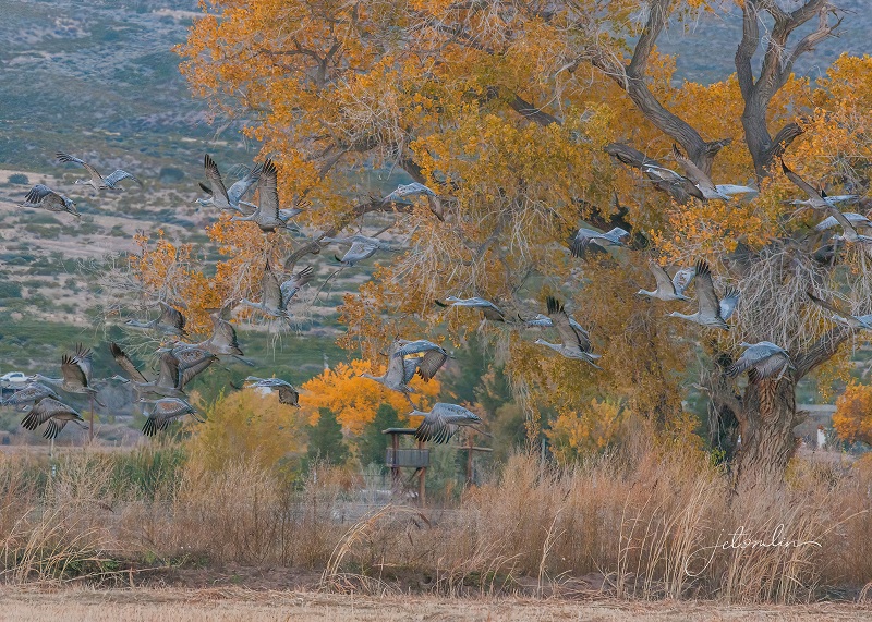 Westward Ho(ly Cow)! Episode 3:  Back to the&nbsp;Bosque