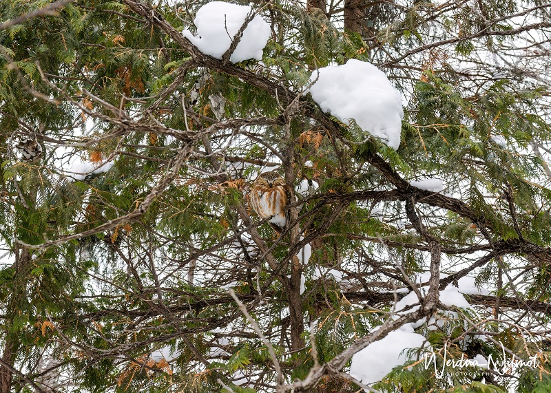 Westward Ho(ly Cow)! Episode 5: “Saw Whet – Say&nbsp;What?!?”