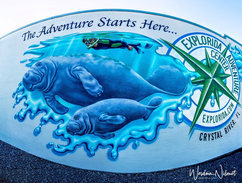 A Manatee-rific Birthday!