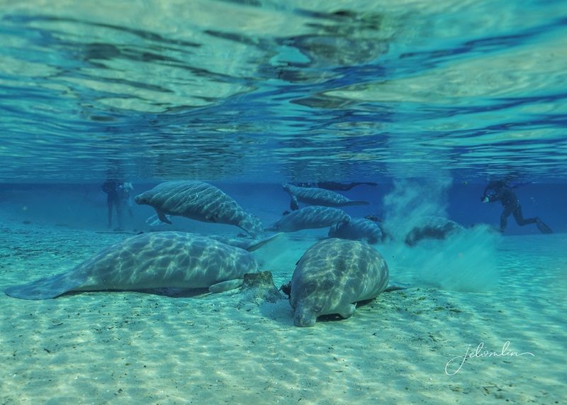 🎵Fun is a Manatee-Splendored Thing🎵