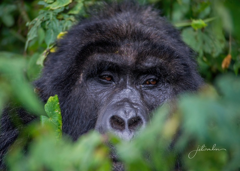 Where Wild Turns to&nbsp;Wonder